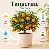Orange Tangerine Live Tree, Hardy Garden Plant, 1 Gallon Pot