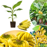 Dwarf Cavendish Banana Live Plant, Hardy Garden Plant, 4-6 Inch Tall