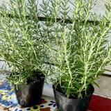 4 Blue Rosemary Live Plants, Culinary Herb Plant, 4-7 Inch Tall