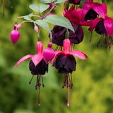Red Fuchsia Live Plant, Patio Basket Flower, 4-8 Inch Tall, 5 Inch Pot