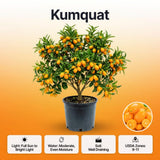 Sweet Kumquat Tree Live, Sweet Citrus Tree, 1-2 Ft Tall, 1 Gallon Pot