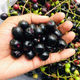 Black Java Plum Live Plant, 4 Inch Pot