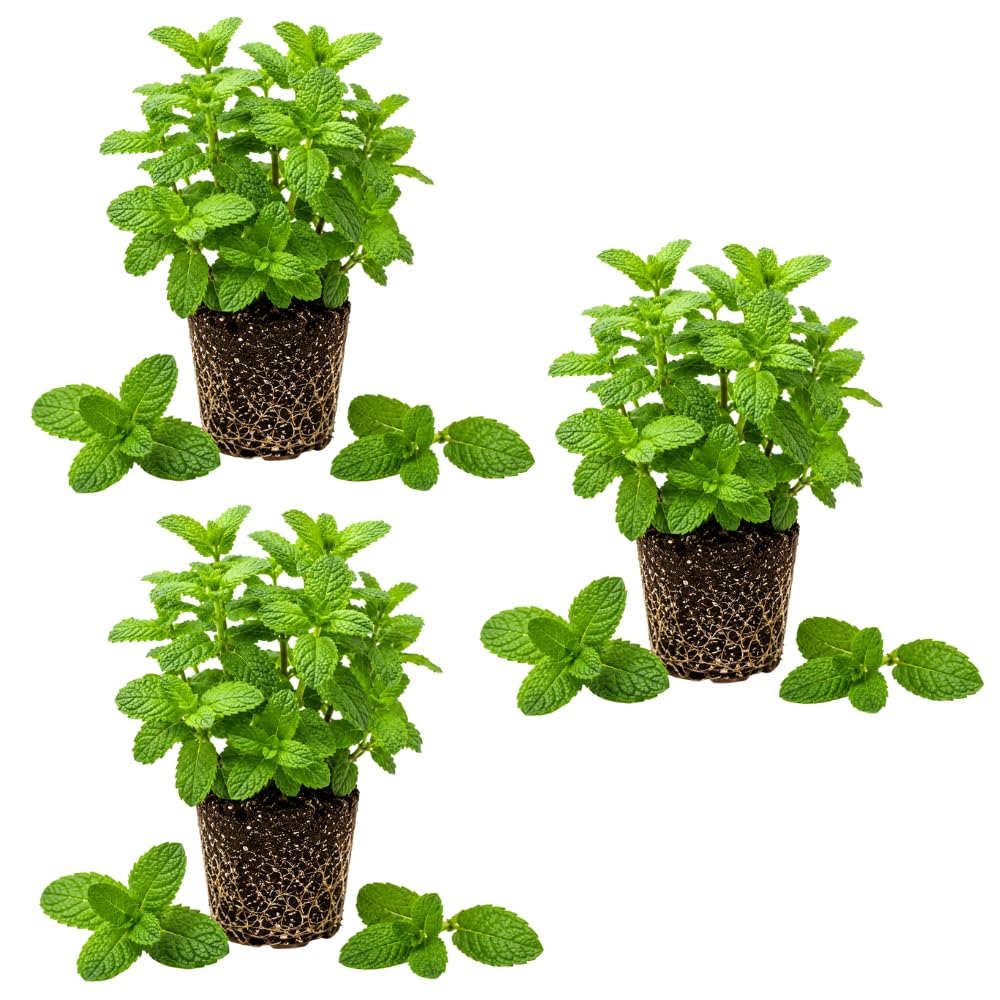 3 Peppermint Plants Live, Perennial Herb Plants, 4-7 Inch Tall