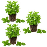 3 Peppermint Plants Live, Perennial Herb Plants, 4-7 Inch Tall