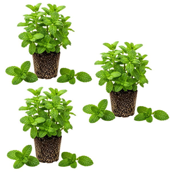 3 Peppermint Plants Live, Perennial Herb Plants, 4-7 Inch Tall