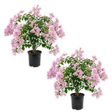 2 Light Pink Bougainvillea Plants Live, Starter Plant, 4-6 Inch Tall