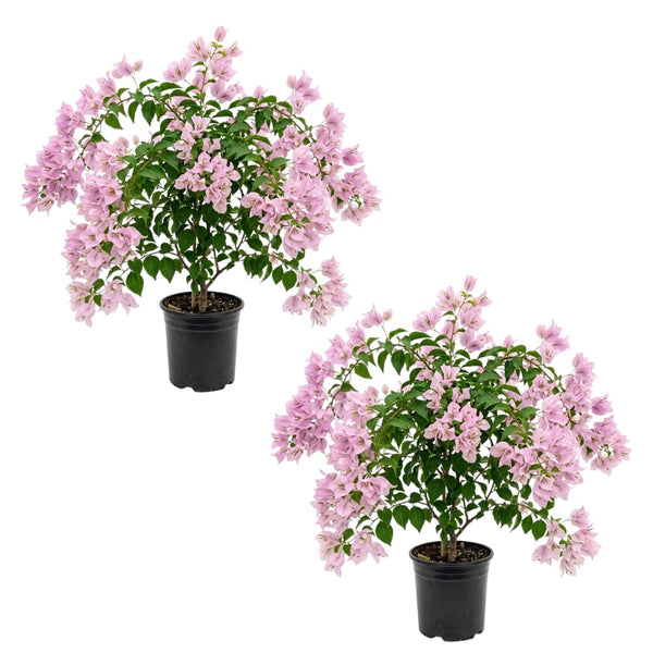 2 Light Pink Bougainvillea Plants Live, Starter Plant, 4-6 Inch Tall