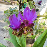 2 Purple Ginger Live Plants, Ornamental Flowering Ginger Plant for Indoor Outdoor, Colorful Blooming Gingers 4-6 Inches