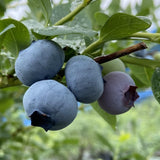 2 Emerald Blueberry Plant Live, Blueberry Bushes Plant, 4-7 Inch Tall