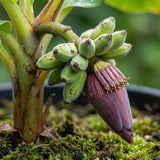 3 Truly Tiny Banana Trees Live Plants, Starter Plant, 3-5 Inch Tall