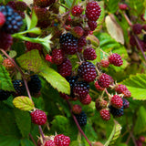 2 Sweet Boysenberry Live Plants, Garden Plant, 4-6 Inch Tall