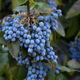 3 Blue Grape Vine Live Plants, Edible Fruit Vine, 3-5 Inch Tall