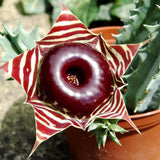 2 Starfish Cactus Succulent Live Plants, Succulent Plant, 2 Inch Pot
