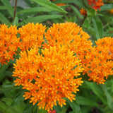 2 Orange Milkweed Live Plants, Perennial Flower Plant, 4-8 Inch Tall