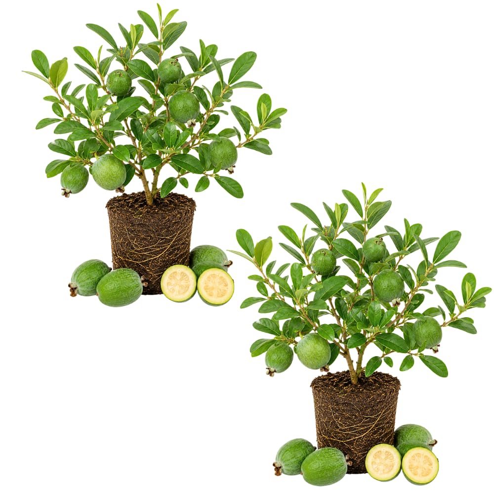2 Pineapple Guava Live Plant, Guava Sweet Fruit, 4-6 Inch Tall