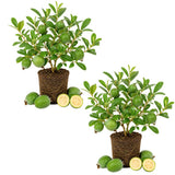 2 Pineapple Guava Live Plant, Guava Sweet Fruit, 4-6 Inch Tall