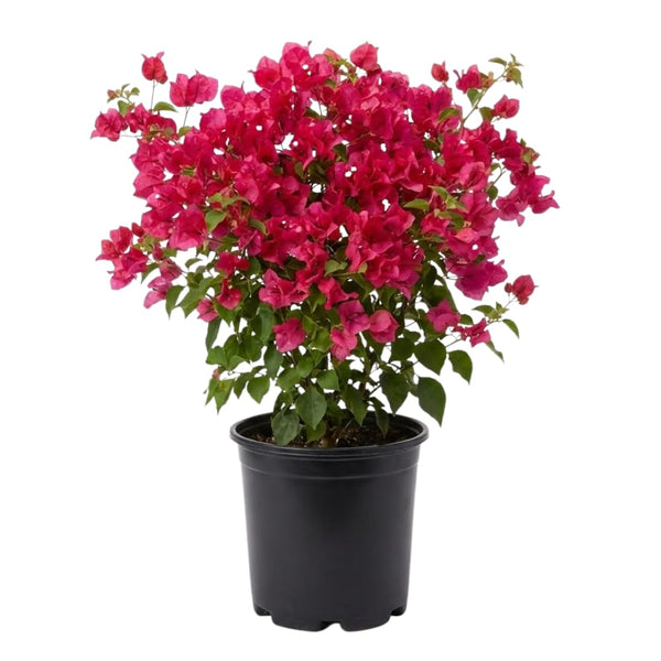 2 Karst Bougainvillea Live Plants, Well-Rooted Starter Plant, 4-6 Inch Tall