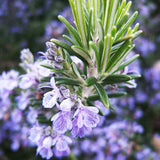 Rosemary Live Plant, Indoor Outdoor Herb Plant, 5-7 Inch Tall, 4 Inch Pot