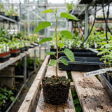 Dwarf Mulberry Tree Plant Live, Fruit Tree Plant, 4-6 Inch Tall