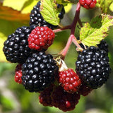 3 BlackBerry Live Plants, Edible Fruit Bush, 3-7 Inch Tall