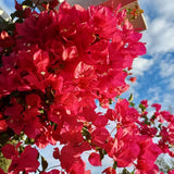2 Magenta Red Bougainvillea Plants Live, Garden Plant, 5-7 Inch Tall