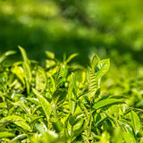 Green Tea Plant Live, Large Camellia Tree for Outdoor Planting, 4-9 in Tall