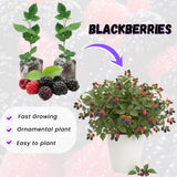 2 Sweetie Pie Blackberries Plant Live, Sweet Fruit, 4-7 Inch Tall