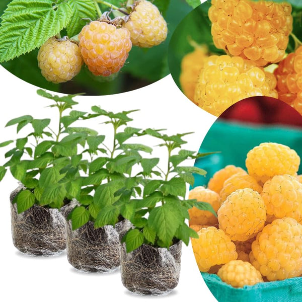 3 Golden Yellow Live Raspberry Plants, 3-5 Inch Tall