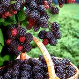 3 BlackBerry Plants Live, Perennial Berry Bush, 3-7 Inch Tall