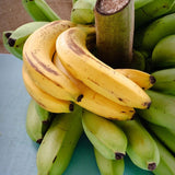 3 Banana Trees Live Plants, Hardy Tropical Plant, 3-5 Inch Tall
