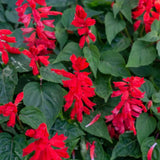4 Red Salvia Sage Bushes Plants Live, Landscape Flower Plant, 4-6 Inch Tall
