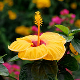 4 Yellow Hibiscus Live Plants, Hibiscus Flower, Patio Container Plant, 4-8 Inch Tall