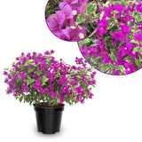 Set 2 Blueberry Ice Bougainvillea Live Plant 5-7 Inch Tall