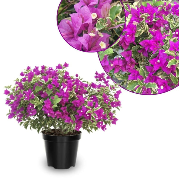 Set 2 Blueberry Ice Bougainvillea Live Plant 5-7 Inch Tall