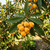 Golden Loquat Tree Plant Live, Sweet Golden Yellow Fruit, 8-10 Inch Tall