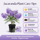 Jacaranda Tree Live Plant, 4-6 Inches Tall,