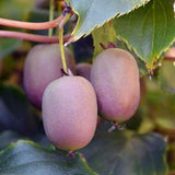 Hardy Kiwi Live Plant, Edible Berry Vine Plant, 4-6 Inch Tall