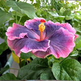 Purple Hibiscus Plant 5-7 Inch Tall