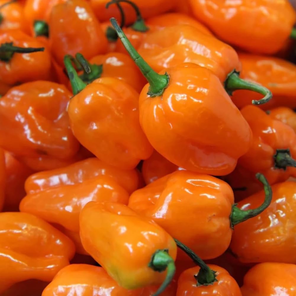 Super Hot Habanero Pepper Plant Live, 4-6 Inch Tall, 4 Inch Pot
