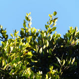 Sweet Bay Leaf Tree Plant Live, Bay Laurel Herb, 8-12 Inch Tall