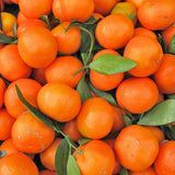 Sweet Tangerine Tree, Mandarin Citrus Fruit Tree, 2-3 Ft Tall, 1 Gal Pot