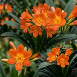 Orange Clivia Miniata Live Plant, Indoor Plant, 6 Inch Pot