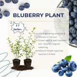2 Springhigh Blueberry Plants Live, Outdoor Garden Plant, 4-7 Inch Tall