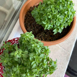 Combo 6 Greek Basil Plant Live 3-5 Inch Tall
