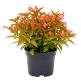 3 Red Live Firebush Hamelia Plants, Well-Rooted Shrub Plant, 4-6 Inch Tall