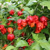 Carolina Reaper Pepper Chili Live Plant, 4-7 Inch Tall, 4 Inch Pot