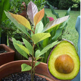 HASS Avocado Tree Plant Live, Nursery Grown Tree, 5-7 Inch Tall