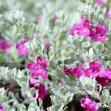 4 Dwarf Texas Salvia Sage Live Bushes, Garden Flower Plant, 4-6 Inch Tall