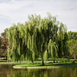 2 Willow Live Trees, 1-2 Ft Tall