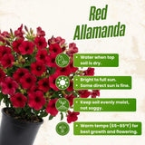 2 Red Live Allamanda Plants, 4-7 Inch Tall, Fragrant Fowers for Growing
